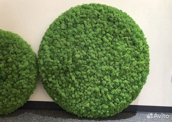 Пано из стабизированного мха, озеленение