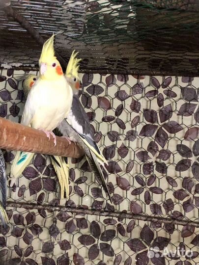 Попугай корелла