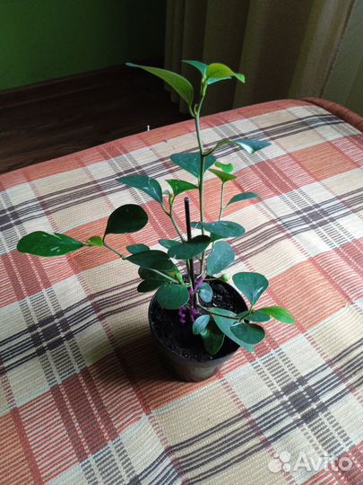 Комнатные растения