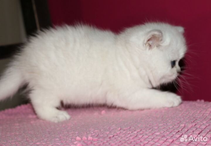 Британские серебристые шиншиллы