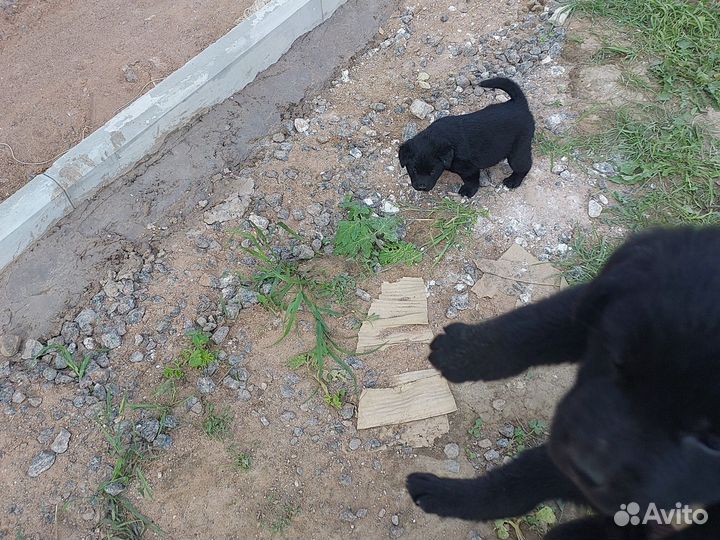 Собака в добрые руки отдам бесплатно