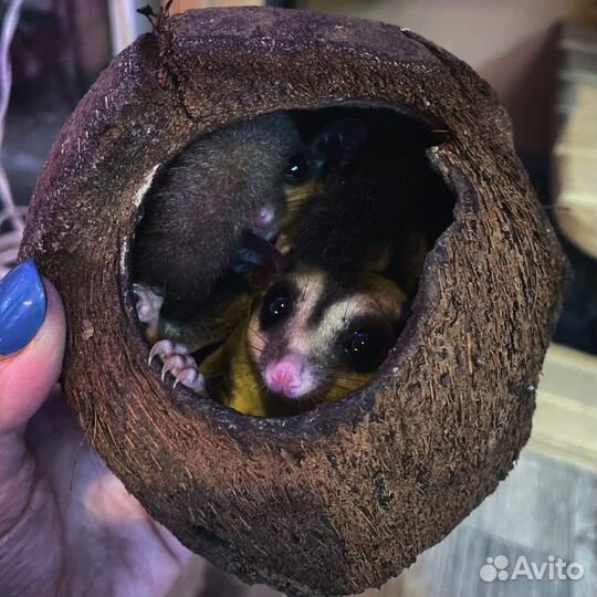 Белка сумчатая