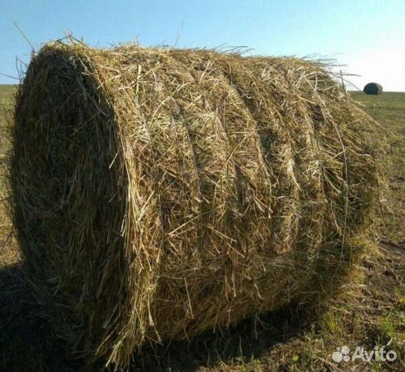 Сено в тюках