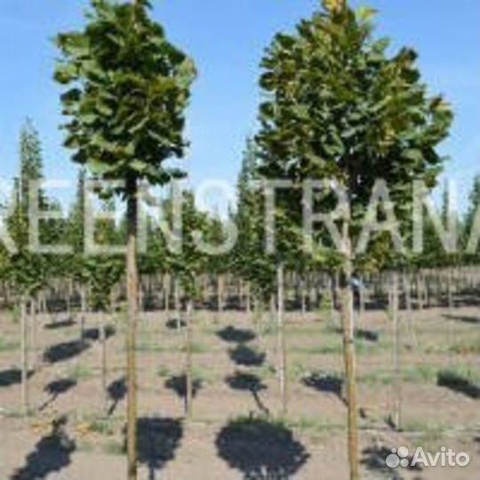 Липа крупнолистная Zelzatе/200-250 см