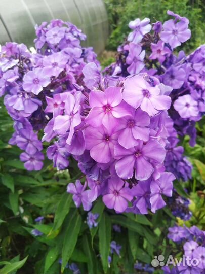 Многолетники со своего огорода