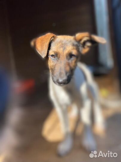 Щенок метис курцхаара бесплатно в добрые руки