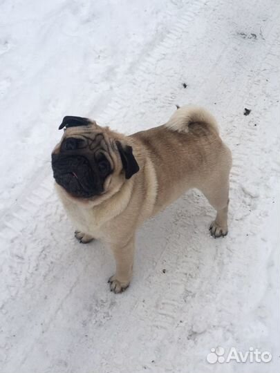 Кобели для вязки с РКФ и титулами