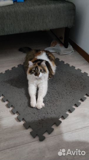 Передержка животных и растений (кошек, собак и др)