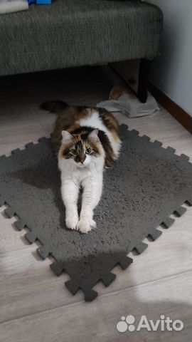 Передержка животных и растений (кошек, собак и др)