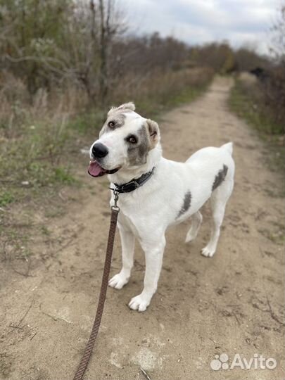 Чуть не лишился лапы после травмы
