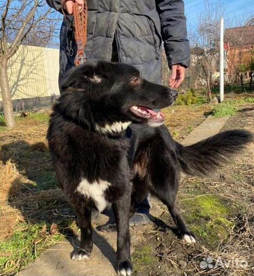 Собака молодая добрая красивая