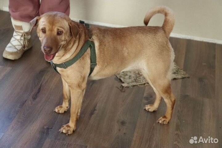 Шарпей Иветта