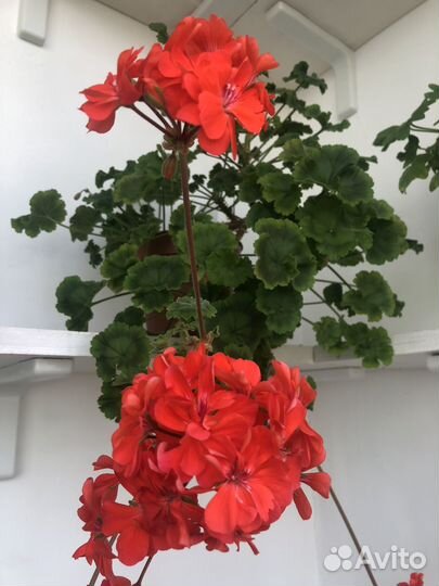 Пеларгония ERAs Morgonrodnad