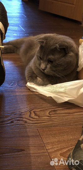 Шотландский вислоухий кот на вязку