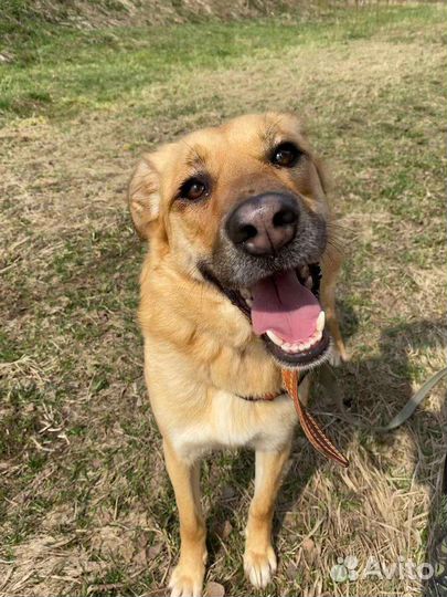 Собака из приюта ищет дом