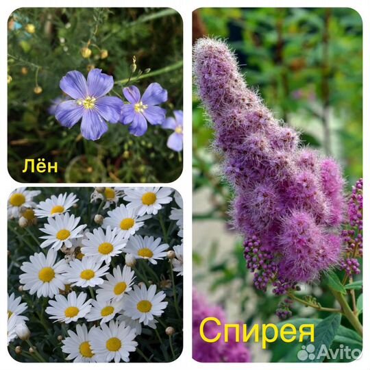 Многолетники