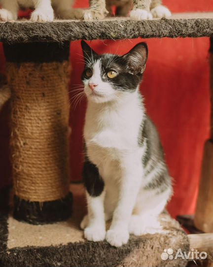 Котенок мальчик