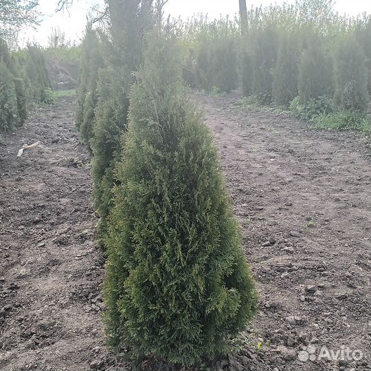 Питомник хвойных растений