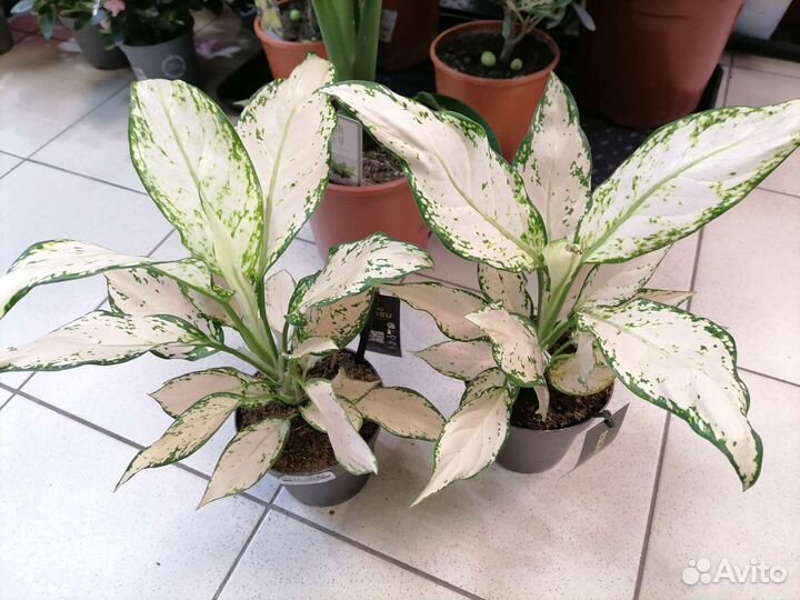 Диффенбахия Тропик сноу, Аглаонема, Пилея