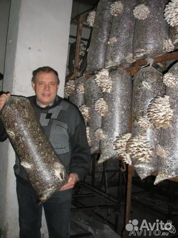 Субстраты грибов вешенки, грибные блоки