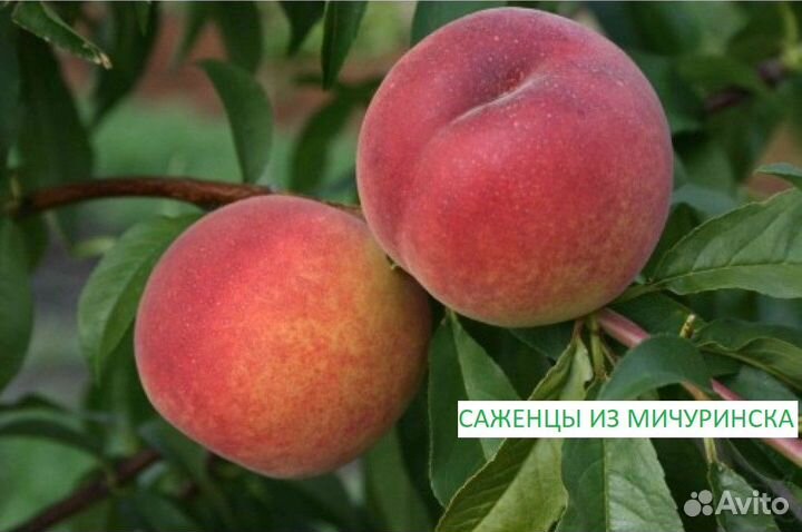 Саженцы на осень с бесплатной доставкой