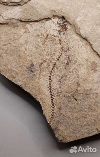 Рыба (9 см) на породе, Россия / Окаменелости