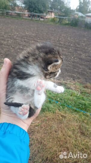 Классный Котик от Вислоухой кошки
