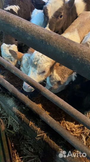 Телята симменталы