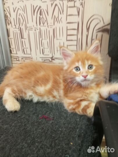 Котята мейн-кун