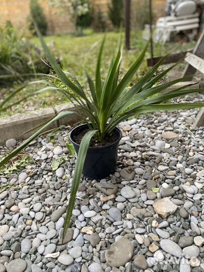 Юкка садовая