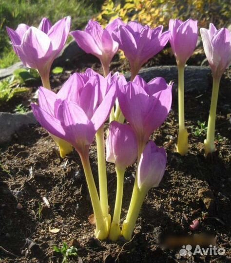 Безвременник. Вербейник. Тысячелистник