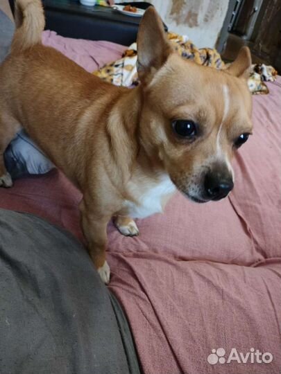 Щенки чихуахуа