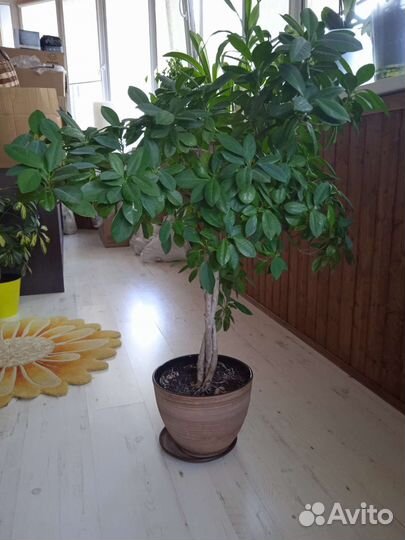 Комнатный цветок