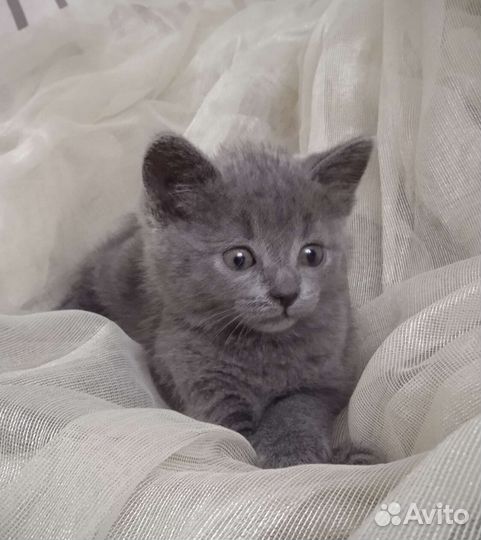 Мимимишная лапуська в добрые руки