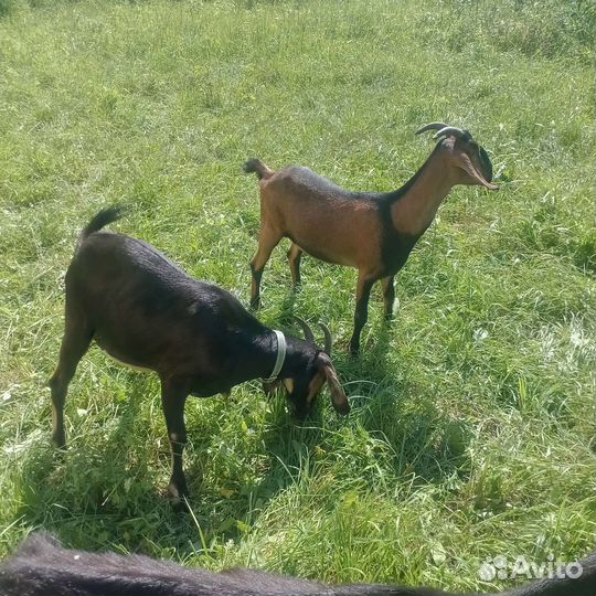 Козы чешки,нубийки,и петухи Кучинской породы