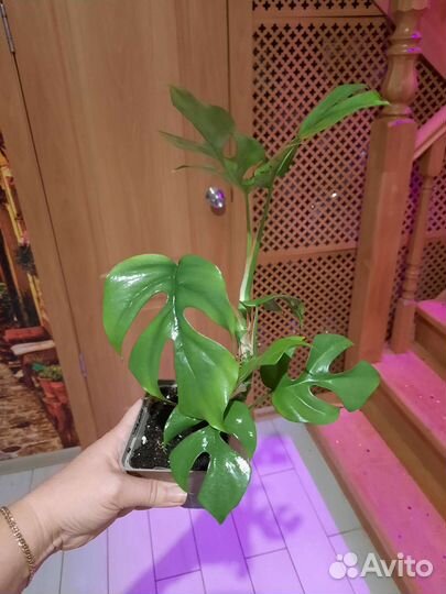 Монстера рафидофора