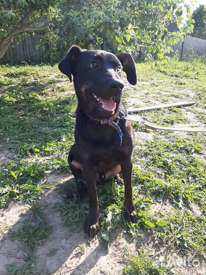 Невероятный Космос ищет дом