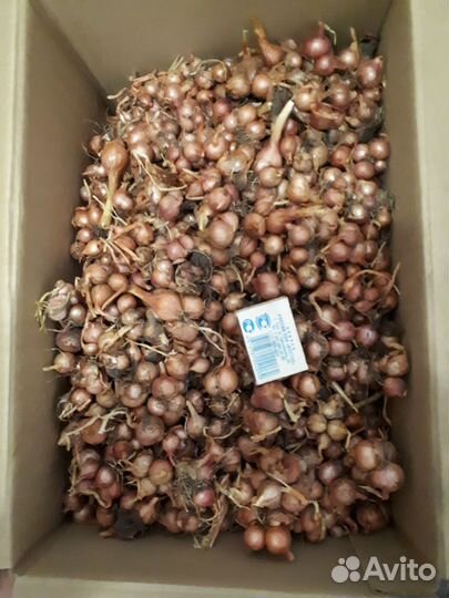Лук семейный