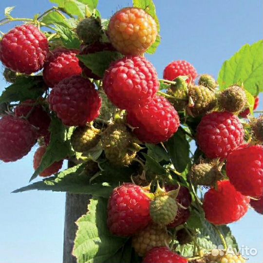 Саженцы малины, ежевики, смородины, калины, сирени