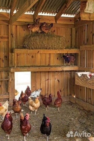 Яйцо домашнее куриное