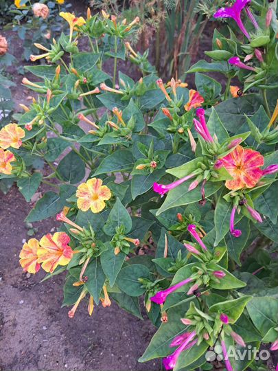 Мирабилис (ночная красавица) семена