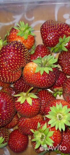 Саженцы земляники и клубники