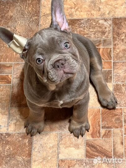 Девочка Изабелла тан