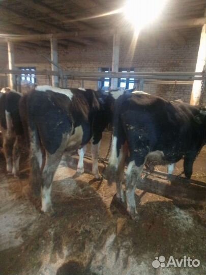 Бычки телки