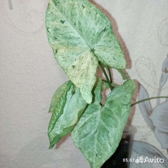 Цветы для дома