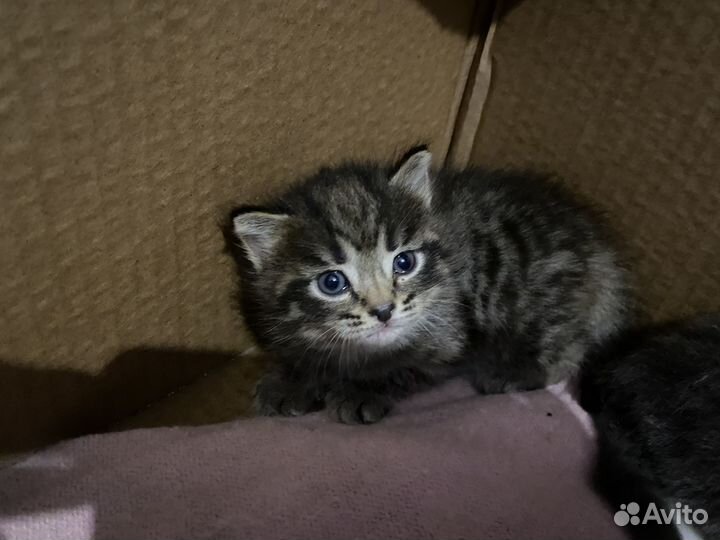 Котята отдам бесплатно в добрые руки