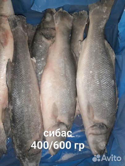 Кижуч пбг свежемороженная (Скумбрия/сельдь/сибас)