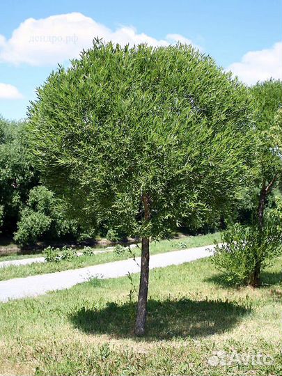 Ива шаровидная