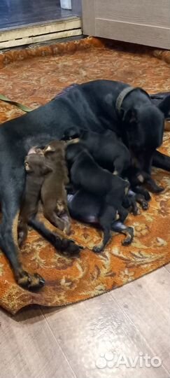 Щенки добермана