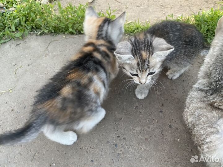Отдам котят в добрые руки(обе девочки)
